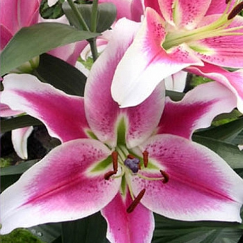 Лилия ОТ-гибрид Бон Ши