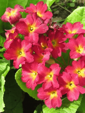 Примула Юлии Wanda Dark Pink