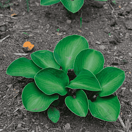 Хоста Monster Ears