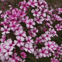 Флокс метельчатый Neon Flair