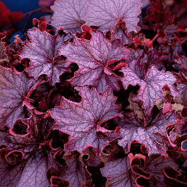 Гейхера Grande Amethyst