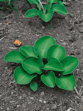 Хоста Monster Ears