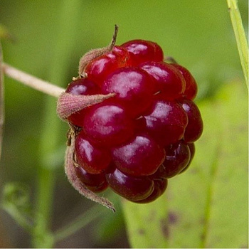 Княженика (Арктическая малина) Беата