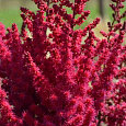 Астильба китайская Сardinal