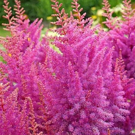 Астильба Арендса Nemo