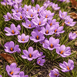Крокус Ботанический Sativus Saffron