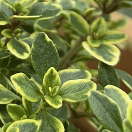 Тимьян лимоннопахнущий Golden Lemon