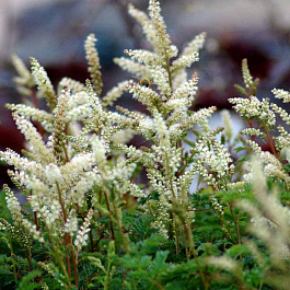 Волжанка кокорышелистная