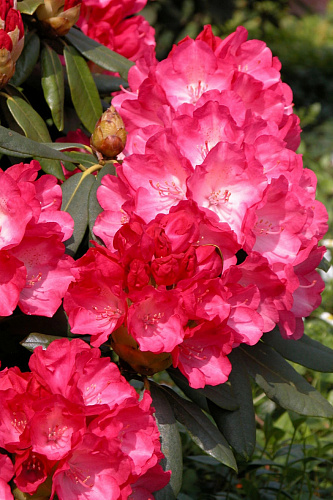 Рододендрон якушиманский Фантастика