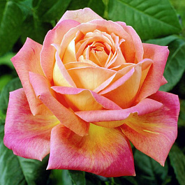 Роза Мейян чайно-гибридная Большой