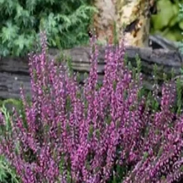 Вереск обыкновенный Laurentine