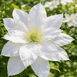 Клематис гибридный Isago