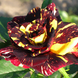 Роза чайно-гибридная Фокус Покус