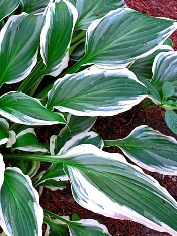 Хоста Royal Charmer