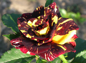 Роза чайно-гибридная Фокус Покус