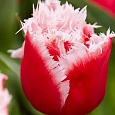 Тюльпан бахромчатый Canasta