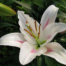 Лилия ЛО-гибрид Ньюанс