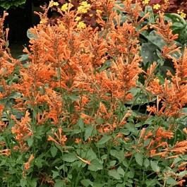 Агастахис анисовый Apricot Sunrise