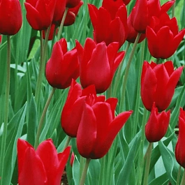 Тюльпан Red Chain
