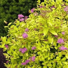 Спирея японская Golden princess