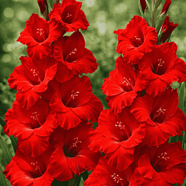 Гладиолус Oscar