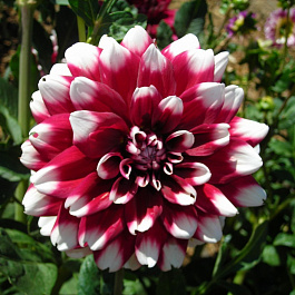 Георгина Декоративная Контраст