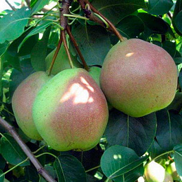 Груша плодовая Десертная Россошанская