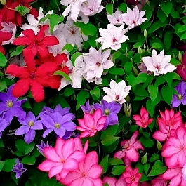 Клематис Mix