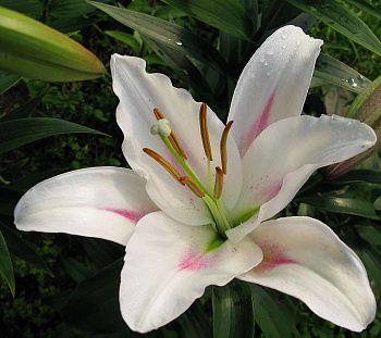 Лилия ЛО-гибрид Ньюанс