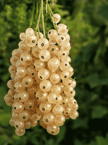 Смородина Blanca