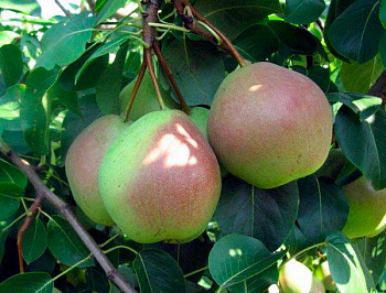 Груша плодовая Десертная Россошанская