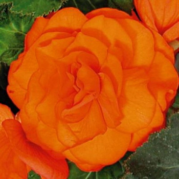 Бегония махровая Ориндж