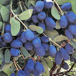 Жимолость плодовая Indigo Gem