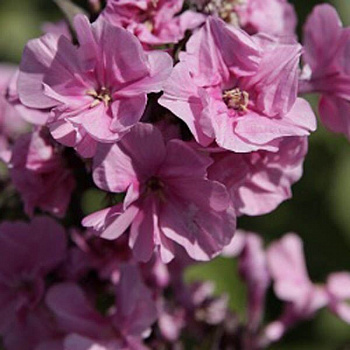 Флокс метельчатый Зенобия НАБОР 2ШТ (1+1)