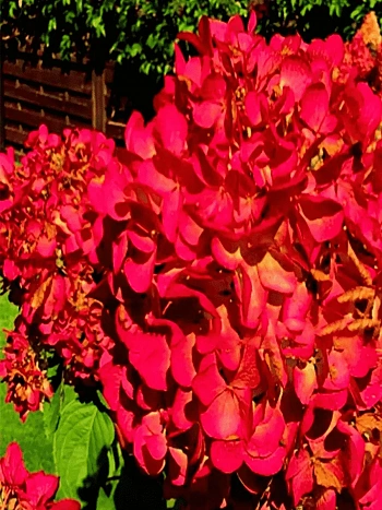 Гортензия метельчатая Panflora ТОЛЬКО САМОВЫВОЗ