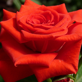 Роза чайно-гибридная Корвет