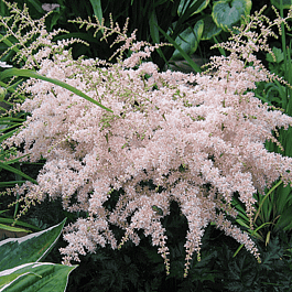 Астильба простолистная Pink Lightning