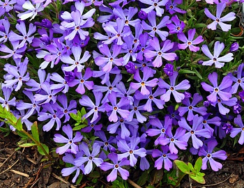 Флокс Шиловидный Fabulous Blue Violet
