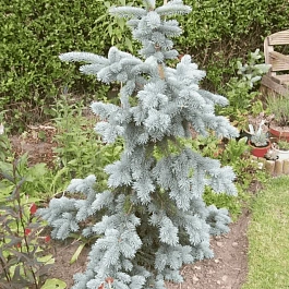 Ель колючая Koster