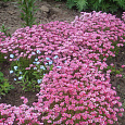 Камнеломка Арендса Carpet Pink Камнеломка Арендса Carpet Pink