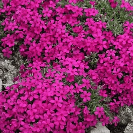 Флокс дугласа Red Admiral