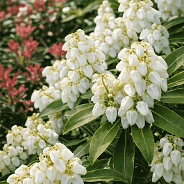 Пиерис японский Sarabande