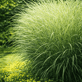 Мискантус китайский