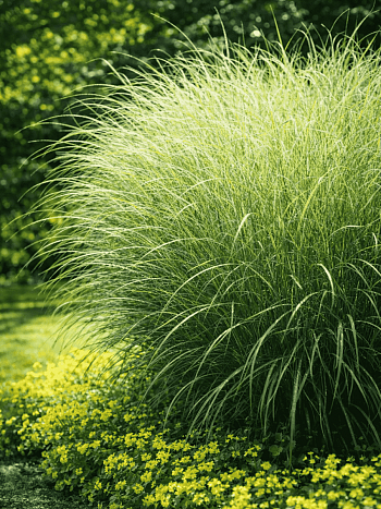 Мискантус китайский