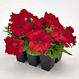 Петуния грандифлора Саксесс Эйч Ди Ред Петуния грандифлора Саксесс Эйч Ди Ред