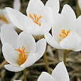 Крокус Ботанический Speciosus Alba