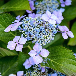 Гортензия пильчатая Блю Бёд