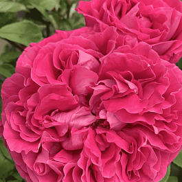 Роза чайно-гибридная Paul Neyron