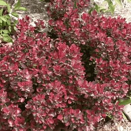 Барбарис Тунберга Atropurpurea