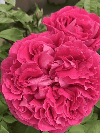 Роза чайно-гибридная Paul Neyron